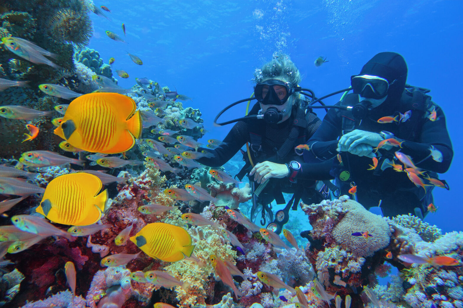 Un couple de plongeurs sous-marins près d'un magnifique récif de corail entouré d'un banc de poissons coralliens et de trois poissons-papillons jaunes.