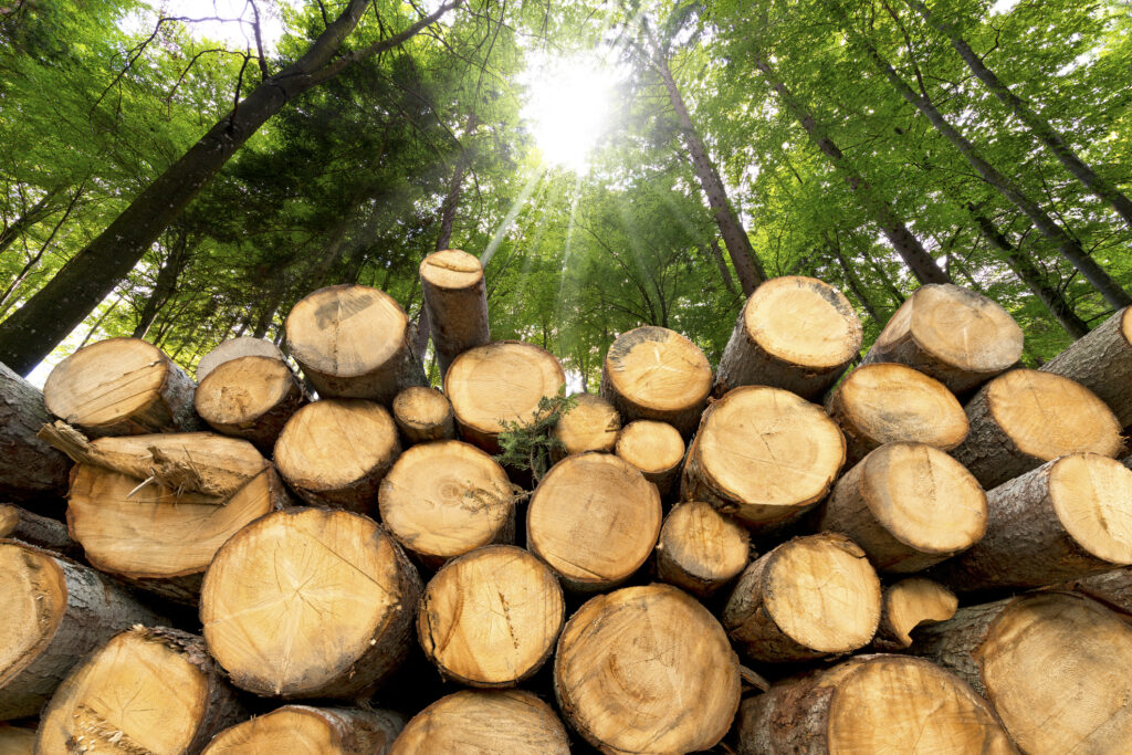 la forêt française